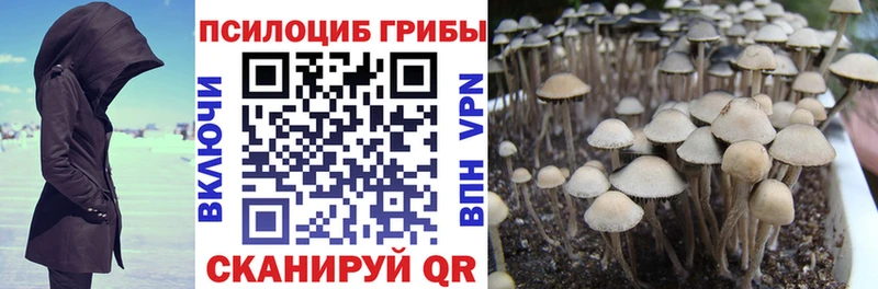 Купить где  Сергач  Галлюциногенные грибы Psilocybe 